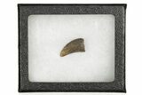 Fossil Tyrannosaur (Nanotyrannus) Tooth - Wyoming #379737-2